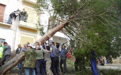 Pine festivals or 40 hours