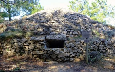 Vulture cava