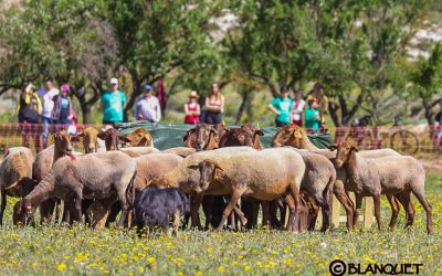 GOSSOS DE RAMAT